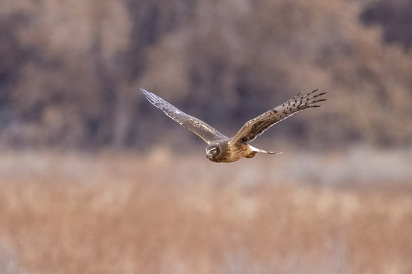 NORTHERN HARRIER 19