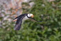 HORNED PUFFIN 3