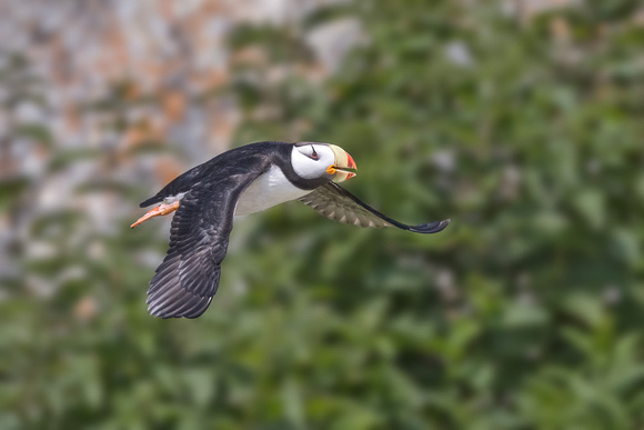 HORNED PUFFIN 3