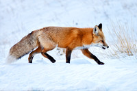 CRESTED BUTTE FOX 3