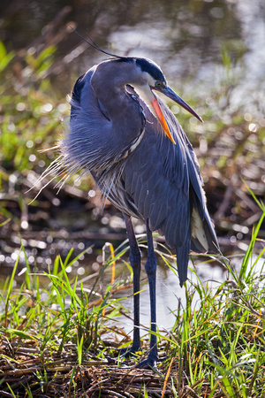 GREAT BLUE HERON 2