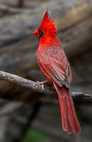 NORTHERN CARDINAL 14, MALE