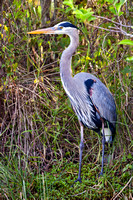 GREAT BLUE HERON 4