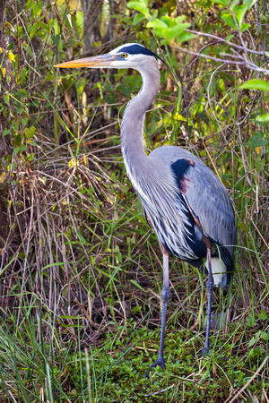 GREAT BLUE HERON 4