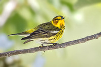 CAPE MAY WARBLER 6