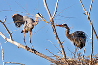 GBHs NEST BUILDING 2