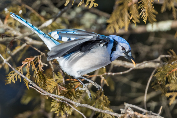 BLUE JAY 1