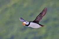 HORNED PUFFIN 1